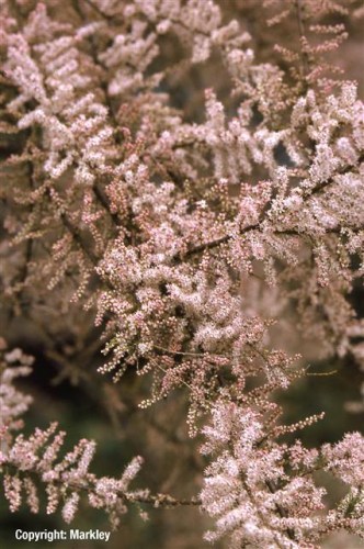 Tamarix parviflora