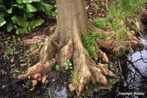 Taxodium distichum