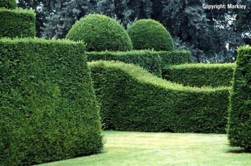 Taxus baccata