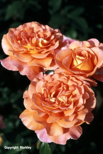 Rosa 'Tea Time' -R-