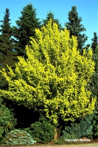 Ulmus hollandica 'Wredei'
