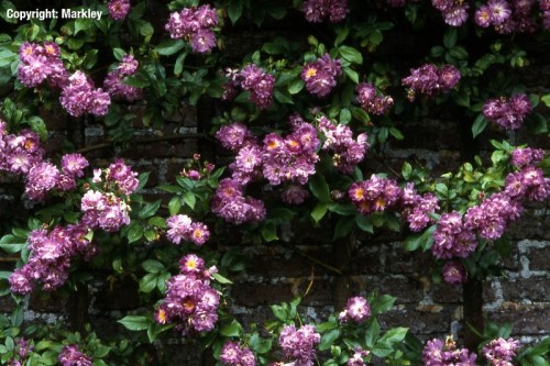 Rosa multifolar 'Veilchenblau'