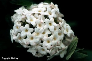 Viburnum burkwoodii 'Anne Russel'