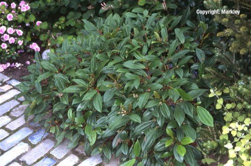 Viburnum davidii