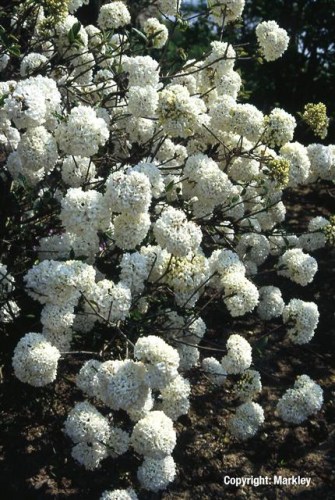 Viburnum 'Eskimo'