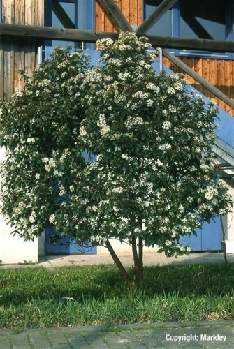 Viburnum tinus