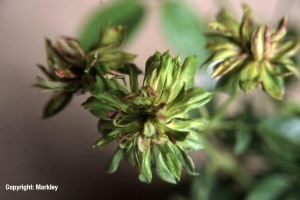 Rosa 'Viridiflora'