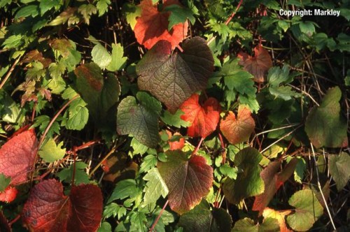 Vitis coignetiae
