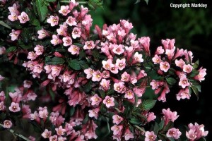 Weigela florida 'Purpurea' ('Foliis Purpureis')