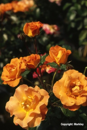 Rosa 'Westzeit' -R-