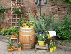 Häckerzeit im Weingut Giegerich