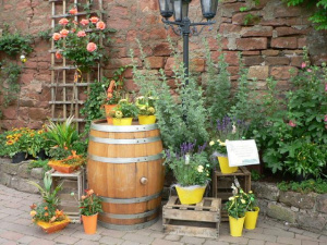 "Wilde Zeiten" im Weingut Giegerich