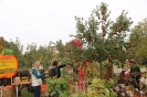 Apfelmarkt 2015_14