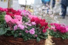 Apfelmarkt 2017 Aschaffenburg_16