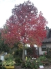 herbstliche Impressionen_3