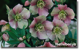 Helleborus