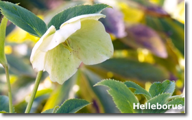 Helleborus