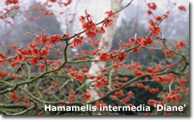 Hamamelis 'Diane'