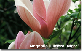 Magnolia liliiflora Nigra