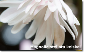 Magnolia stellata keiskei