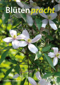 2010_04_bluetenpracht