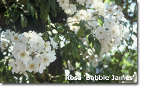 2010_07_rose_bobbie_james