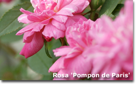 2010_07_rose_pompon_de_paris