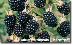 Rubus Thornfree
