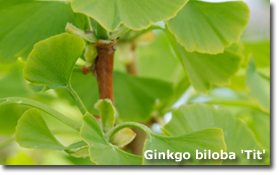 Ginkgo biloba
