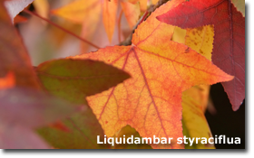 Liquidambar styraciflua