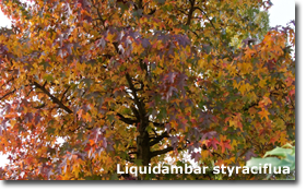 Liquidambar styraciflua