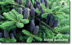 Abies koreana
