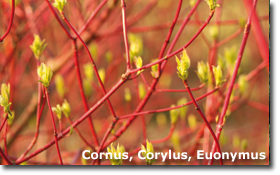 Cornus alba 'Sibirica'