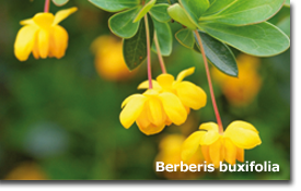 Berberis buxifolia