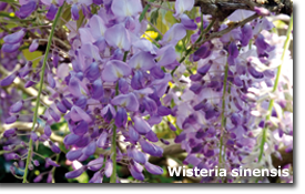 Wisteria sinensis