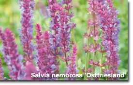Salvia nemorosa Ostfriesland