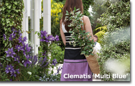 Clematis Multi Blue