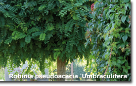 Robinia pseudoacacia Umbraculifera