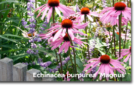 Echinacea