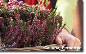 Calluna, Pernettya