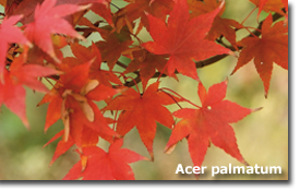 Acer palmatum