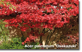 Acer palmatum 'Osakazuki'