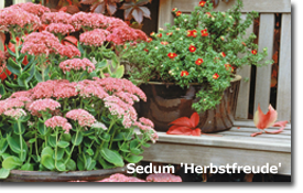 Sedum 'Herbstfreude'