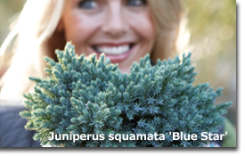 Juniperus squamata Blue Star