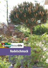 Dezember - Nadelschmuck