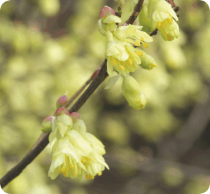 Colour your life Februar 2012 - Corylopsis pauciflora