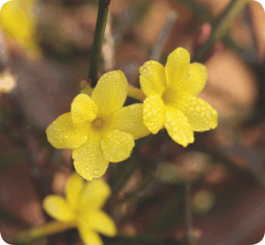 Colour your life Februar 2012 - Jasminum nudiflorum