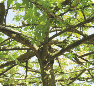 Colour your life März 2012 - Acer platanoides Palmatifidum