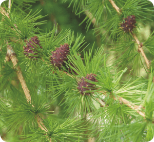 Colour your life März 2012 - Larix kaempferi Pendula