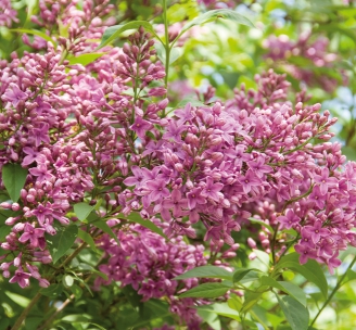 Syringa afghanica